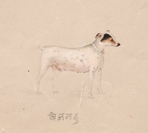 Hund av Unknown artist