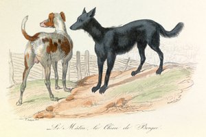 Hund och Matin, två djur som klassificerats av Linneene och Cuvier (gravyr) av Unknown artist