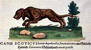 Hund från Historia Animalium av Conrad Gesner, Tiguri 1560. Biblioteca Nazionale Braidense. Milano av Unknown artist