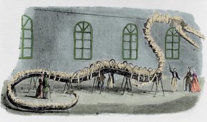 Dr Albert C. Kochs falska havsorm. Skelettet var monterat med ben från olika djur. Ormen fick namnet "Hydrarcus Silimanni". Han ställdes ut i New York med stor framgång 1845. När bedrägeriet upptäcktes sprang Koch och gick tillbaka till av Unknown artist