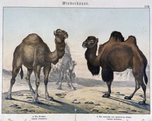 Dromedar och kamel - i "" Natural histories of mammals", red. Shreiber, München av Unknown artist