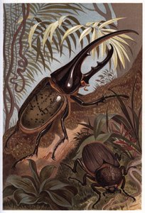 Dynastes hercules, scarabee noshörning - Herkulesbaggen av Unknown artist