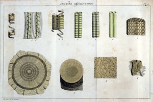 Elementarorgan: i "" Flora Francoise, eller en kort beskrivning av alla växter som växer naturligt i Frankrike, ordnade enligt en ny analysmetod till vilken vi bifogar citatet om deras mindre tvetydiga dygder inom medicin och deras användbarhet av Unknown artist