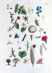 Elementär tabell över figurer och deras namn i Flora Parisiensis av Unknown artist