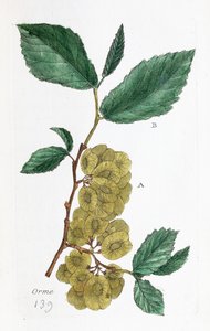 Alm (Abalone, Little Elm) av Unknown artist
