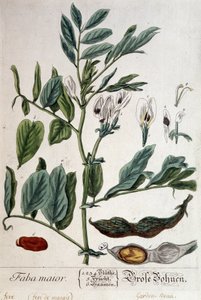 Faba Major (marsh feve) - botanisk styrelse av Unknown artist