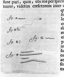 Första representationen av bakterier Beskrivning av den holländska handlaren och vetenskapsmannen Antoine van Leeuwenhoek (eller Leeuvenhoek Leeuwenhoeck) (eller Antoni eller Anthonie) (1632-1723) efter en studie av bakterier i hans mun. Gravyr från "Arcan av Unknown artist