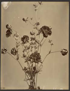[Blommig studie] av Unknown artist
