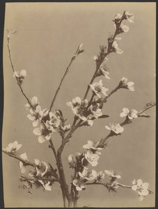 [Blomsterstudie med små vita blommor] av Unknown artist