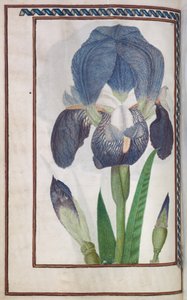 Florilegium: (sidan 14 verso) blå och vit iris av Unknown artist