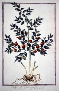 Fragon Falsk Holly eller Small Holly (Ruscus) i ett 1800-talsherbarium. av Unknown artist