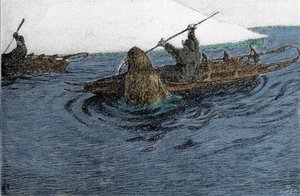 Fridtjof Nansen (1861-1930), norsk upptäcktsresande, attackerad av en valross under expeditionen på Nordpolen 1896. Han bär Schlitte på kajaken. Gravyr av 1800-talet. av Unknown artist