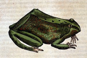 Groda från Historia Animalium av Conrad Gesner, Tiguri 1560. Biblioteca Nazionale Braidense. Milano av Unknown artist