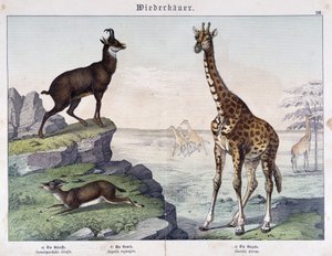 Giraff, sämskskinn och gasell - i "" Histoires naturelle des mammals"", red. Schreiber av Unknown artist