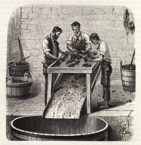 Gradering av druvorna på ett rutnät under processen att göra vinet av överlägsen kvalitet från Bourgogne. Gravyr från slutet av 1800-talet av Unknown artist