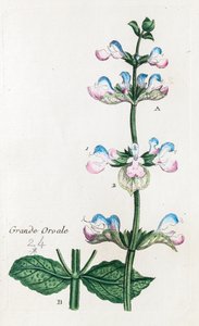 Stor Orvale eller Clary Sage av Unknown artist