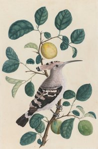 Hoopoe på en citrusträdgren av Unknown artist