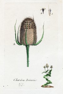 Hosier tistel av Unknown artist