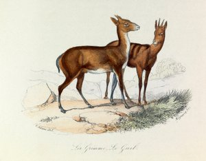 Illustration från boken "Buffons samlade verk": De fyrfotade djuren: La grimme et le guib (gravyr) av Unknown artist