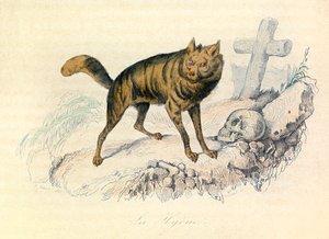 Illustration från boken "Buffons samlade verk": De fyrfotade: La hyene (gravyr) av Unknown artist