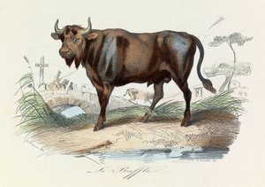 Illustration från boken "Buffons samlade verk": De fyrfotade djuren: Le buffalo (gravyr) av Unknown artist