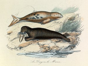 Illustration från boken "Buffons samlade verk": De fyrfotade djuren: Le dugon et le walrus (gravyr) av Unknown artist