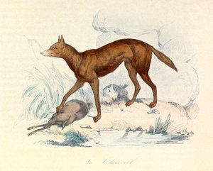Illustration från boken "Buffons samlade verk": De fyrfotade djuren: Schakalen (gravyr) av Unknown artist