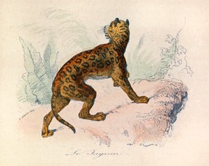 Illustration från boken "Buffons samlade verk": De fyrfotade djuren: Le jaguar (gravyr) av Unknown artist