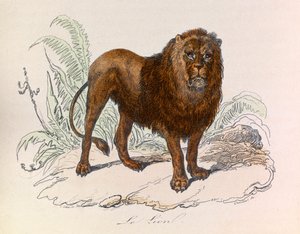 Illustration från boken "Buffons samlade verk": De fyrfotade djuren: Lejonet (gravyr) av Unknown artist