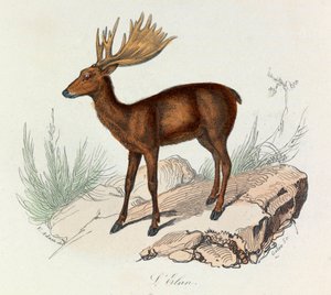 Illustration från boken "Buffons samlade verk": De fyrfotade: L