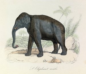 Illustration från boken "Buffons samlade verk": De fyrfotade djuren: L