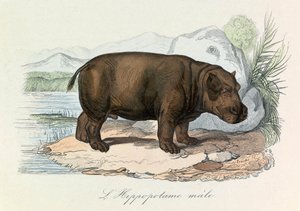 Illustration från boken "Buffons samlade verk": De fyrfotade djuren: L