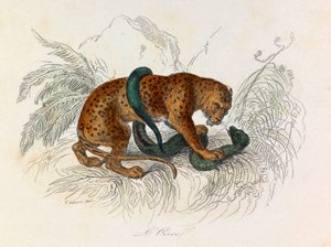 Illustration från boken "Buffons samlade verk": De fyrfotade djuren: L