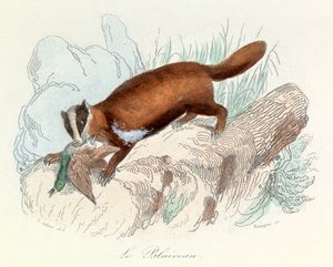 Illustration från boken "Buffons samlade verk": Les animaux: Grävlingen (gravyr) av Unknown artist