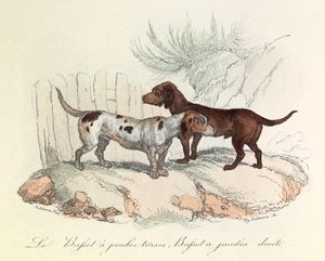 Illustration från boken "Buffons samlade verk": Les animaux: Le basset a torso legs et le basset a straight legs (gravyr) av Unknown artist