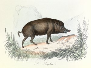 Illustration från boken "Buffons samlade verk": Les animaux: Vildsvinet (gravyr) av Unknown artist