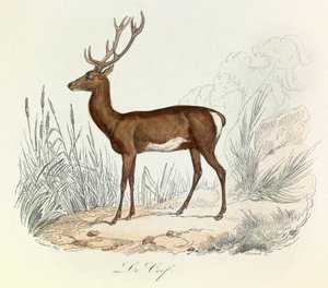 Illustration från boken "Buffons samlade verk": Les animaux: Le cerf (gravyr) av Unknown artist