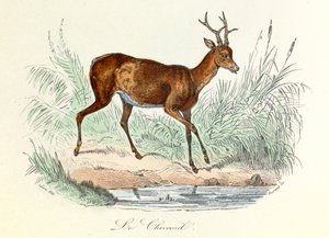 Illustration från boken "Buffons samlade verk": Les animaux: Le deer (gravyr) av Unknown artist