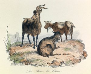 Illustration från boken "Buffons samlade verk": Les animaux: Le goat et les goats (gravyr) av Unknown artist