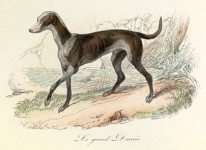 Illustration från boken "Buffons samlade verk": Les animaux: Le grand danois (gravyr) av Unknown artist