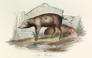 Illustration från boken "Buffons samlade verk": Les animaux: Le pichon (gravyr) av Unknown artist