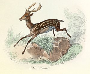 Illustration från boken "Buffons samlade verk": Les animaux: Le mocka (gravyr) av Unknown artist