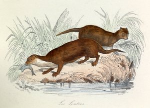 Illustration från boken "Buffons samlade verk": Les animaux: Les ottres (gravyr) av Unknown artist