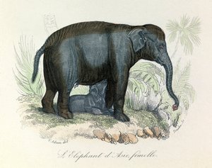 Illustration av en asiatisk elefanthona från Buffons bok, klassificerad av Linné och Cuvier (gravyr) av Unknown artist