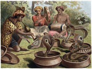 Indian Cobra - Den indiska kobran av Unknown artist