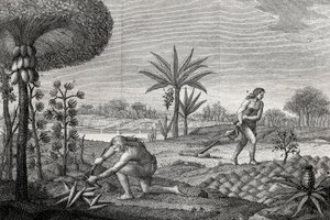 Ursprungsbefolkningen arbetar på landet i Orenoque-bassängen i Colombia. Gravyr 1780 av Unknown artist