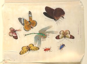 Insekter av Unknown artist