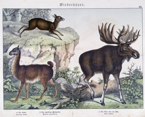 Lama, älg (älg) - i "" Natural histories of mammals"", red. Schreiber av Unknown artist
