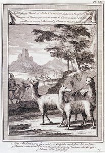 Lamas of Peru - i "" Historical Journey of South America utförd på order av kungen av Spanien av Don George Juan och Don Antoine de Ulloa", T.1, vid C.A. Jombert, Librairie du Roi, Paris av Unknown artist