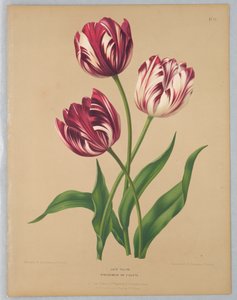 Sena tulpaner / Bybloemen eller violer av Unknown artist